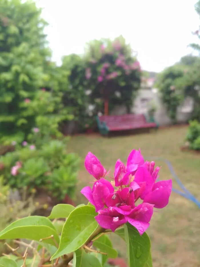Pink Focus