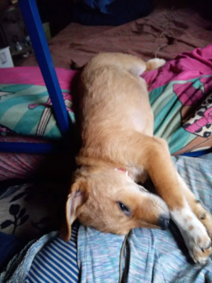 My Puppy Acorn