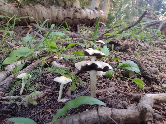 Found In An Alpine Forest In Utah, United States