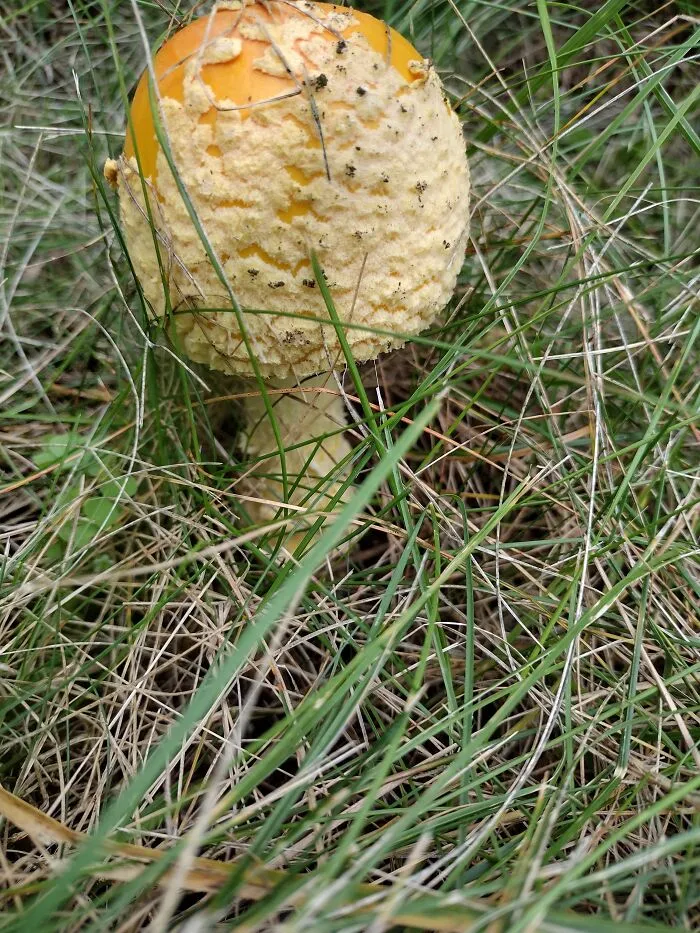 In My Backyard.  Wausau, Wi