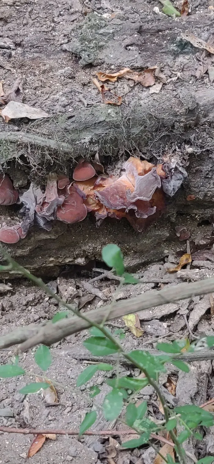 East Texas