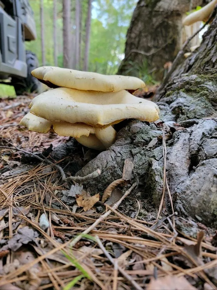 East Texas