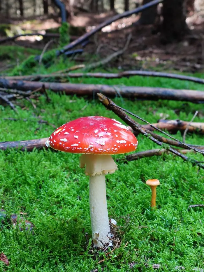 Some Fungi Are Only Edible Once. But Still Beautiful!