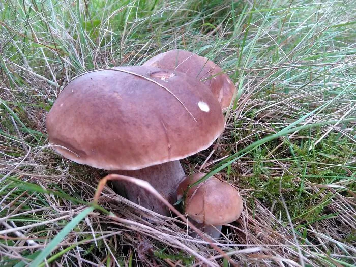 Boletus Edulis. Wicklow Ireland
