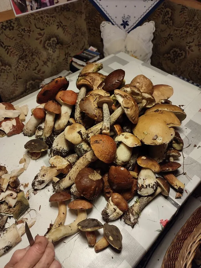 Germany All Edible!