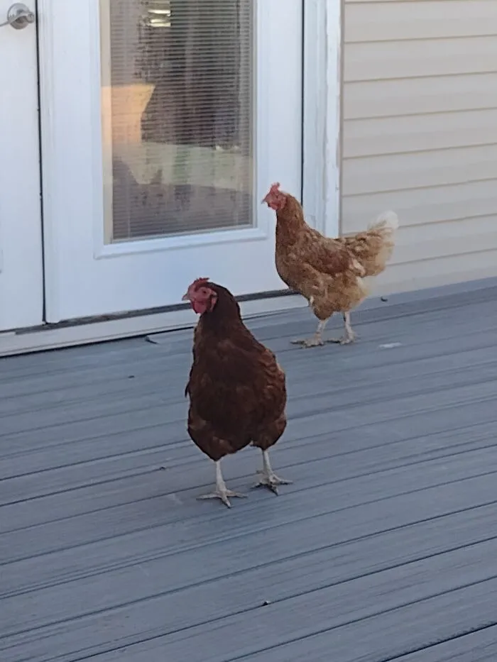 My Chickens Are Fall Colors So This Counts