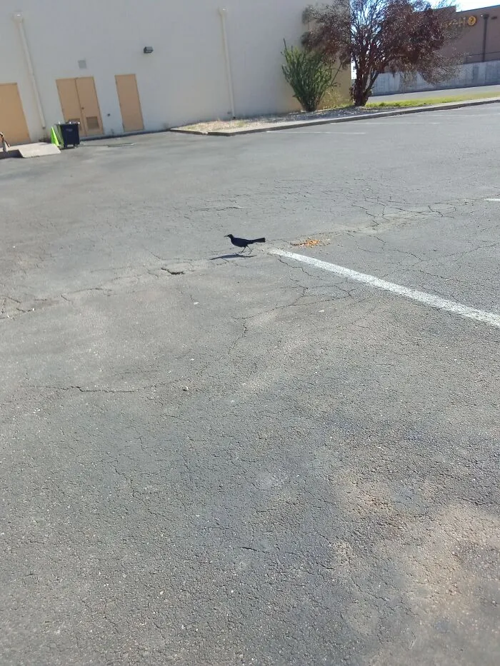 I Found A Bird Eating Dog Food Left In A Parking Lot Once And I Couldn't Catch Him Or Her Eating It