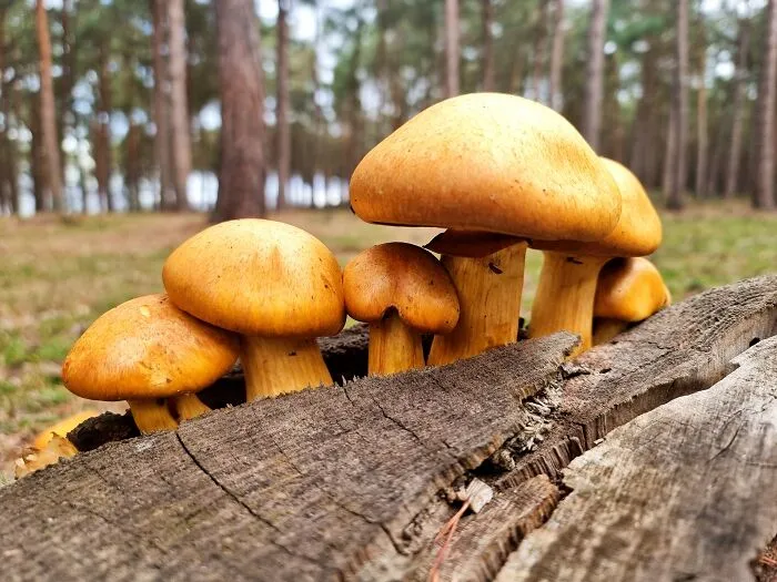 Pretty Rustgills