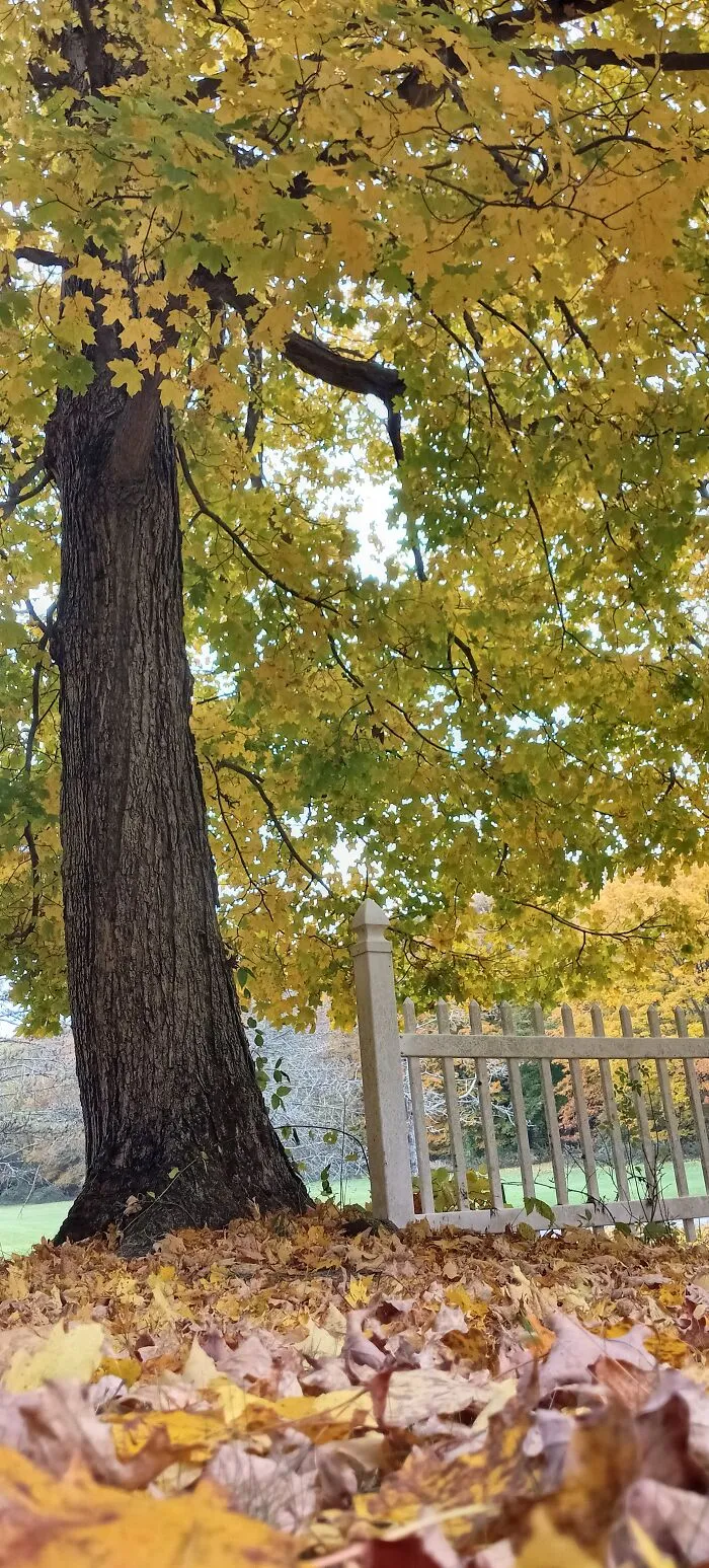 Random Tree In My Front Yard