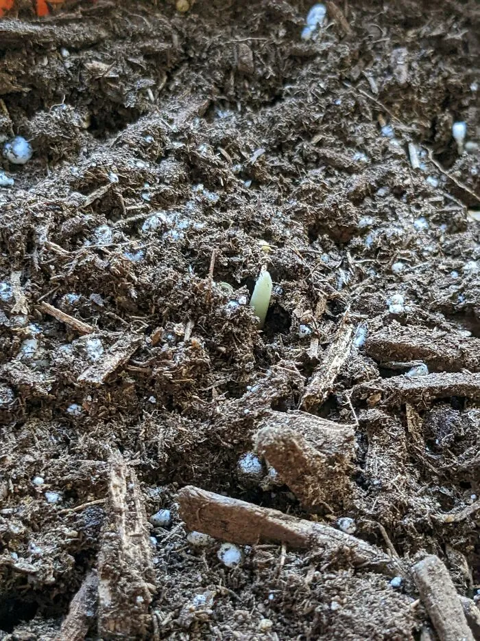 Wip, But I've Gotten My Saffron To Sprout, And I'm Excited To Start Growing Them!