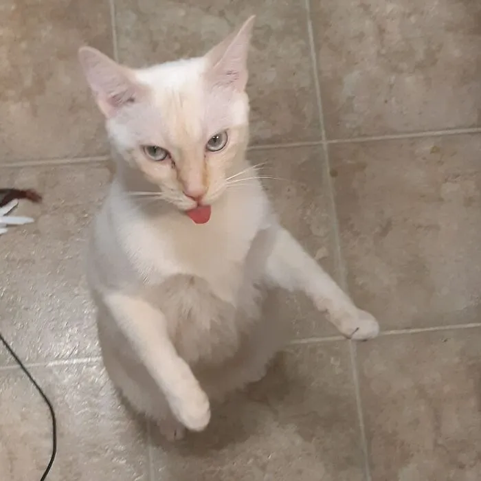 Sunny Pretending To Be A Zombie