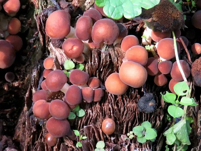 Cyclocybe Aegerita, Young Edible Mushroom With Extraordinary Taste, I Don't Know The English Name