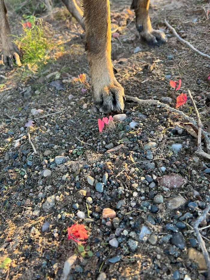 Baby Red Maple Trees,  Belgium Malinois Paw For Size