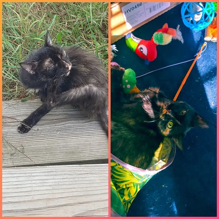 My Little Weirdo Cinder. When I Found Her, Neither One Of Us Was Doing Well. Over A Year Later I Have A Handle On My Depression And She's Healthy And Happy