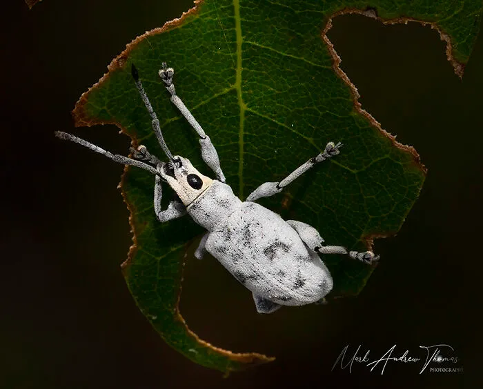 A Little Leaf Notcher