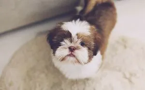 I Made The List Of Dogs For The People Staying In An Apartment With Less Space (12 Pics)