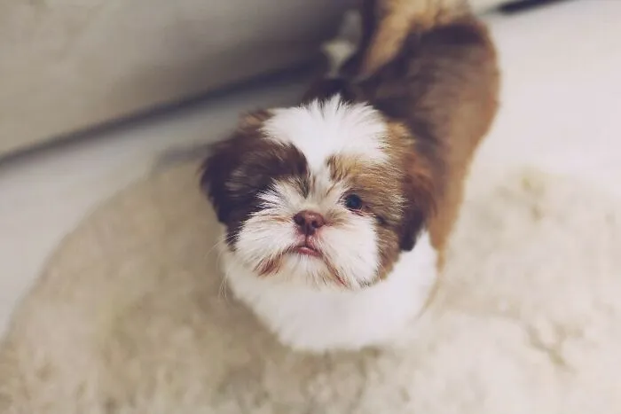 Lhasa Apso