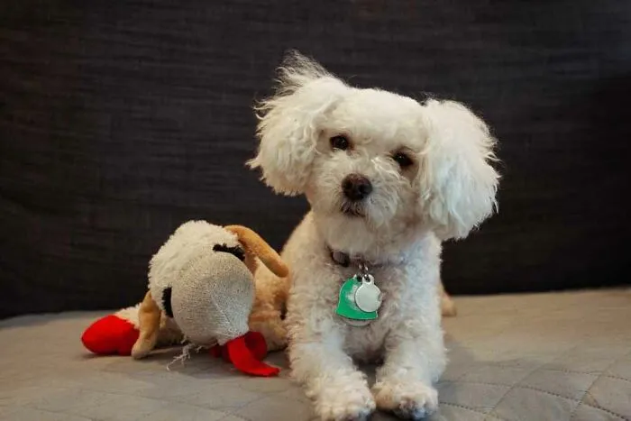 Maltese