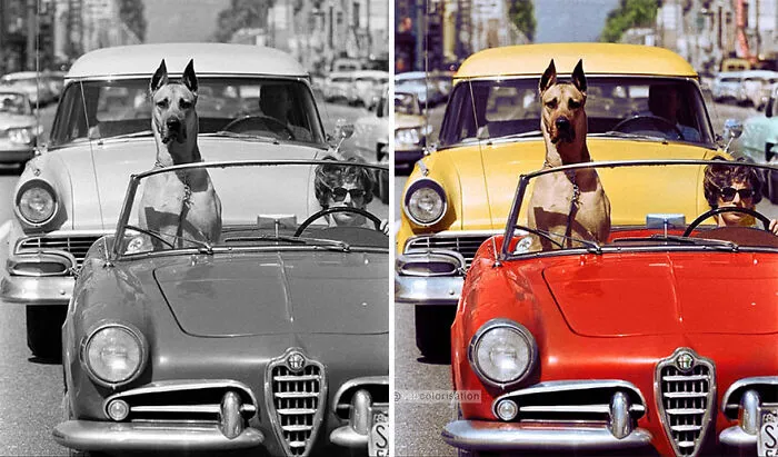 Una mujer conduciendo un coche deportivo por Hollywood con Thor, el gran danés, sentado en el asiento delantero del pasajero (1961). Fotografiado por Ralph Crane