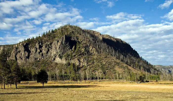 the rock with trees