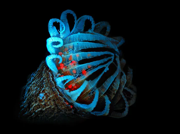 Image Of Distinction - Michael Landgrebe