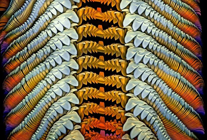 Honorable Mention - Dr. Igor Siwanowicz