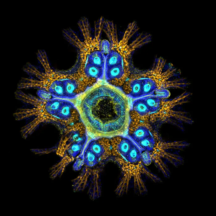 Honorable Mention - Dr. Laurent Formery