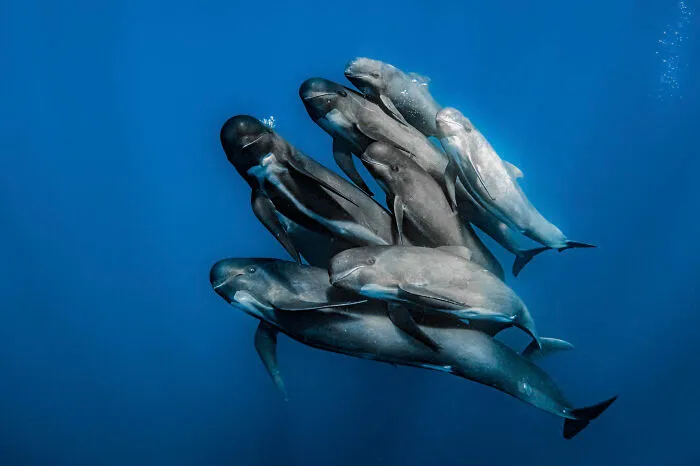 1st Place, Wildlife Photographer Of The Year