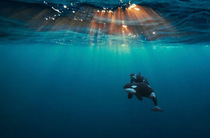 Finalist, Wildlife Photographer Of The Year