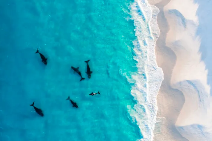 Finalist, Wildlife Photographer Of The Year
