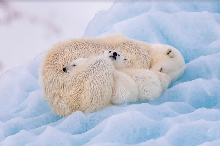 Finalist, Wildlife Photographer Of The Year