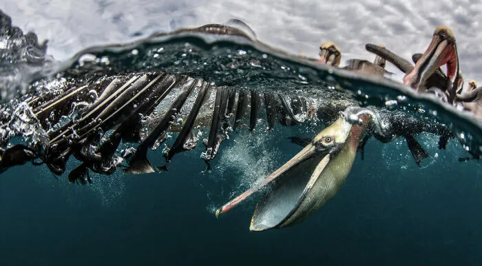 Finalista, fotógrafo de vida salvaje del año
