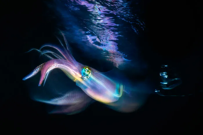 Finalista, fotógrafo artístico del año