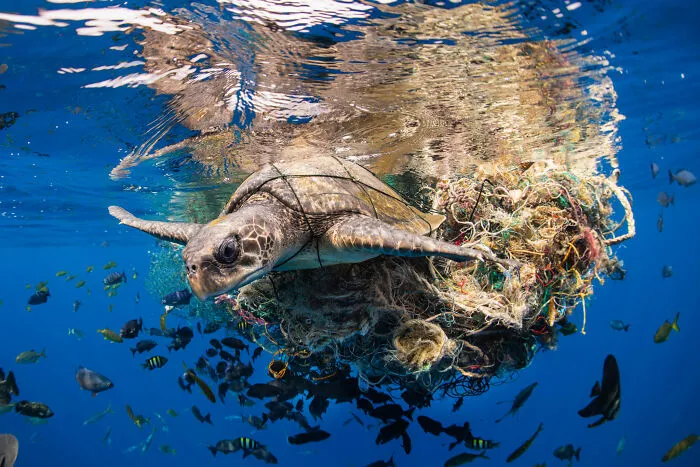 1er lugar, fotógrafo del año, conservación (impacto)