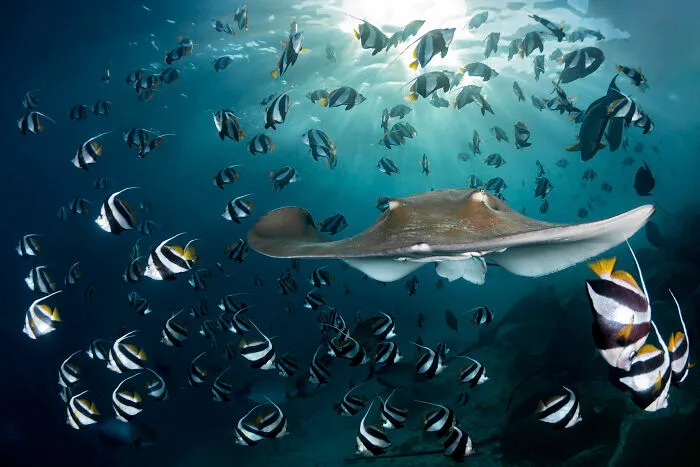 2nd Place, Conservation (Hope) Photographer Of The Year