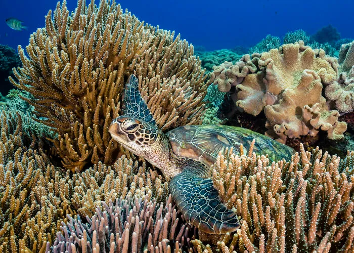 Finalista, fotógrafo del años, Conservación (esperanza)