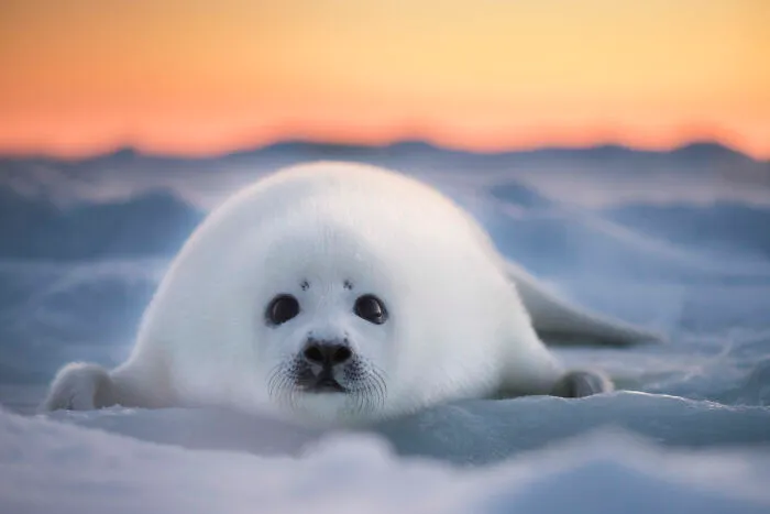 Finalist, Conservation (Hope) Photographer Of The Year