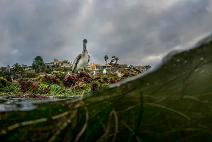 3rd Place, Young Photographer Of The Year