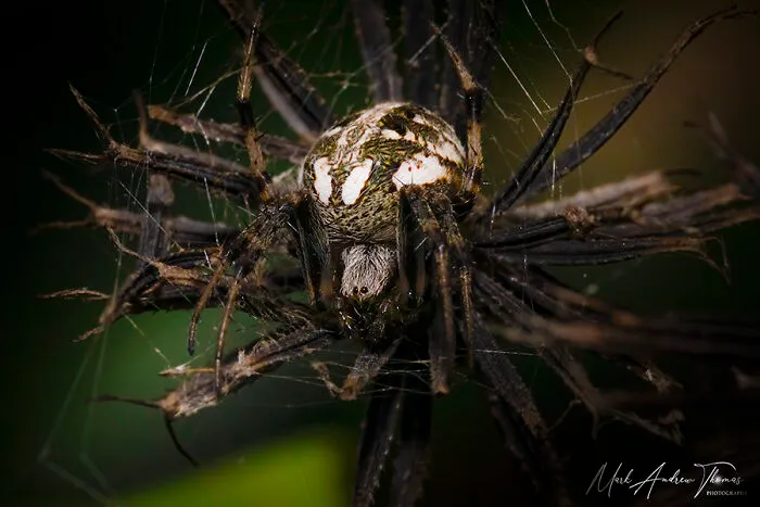 A Tiny Arabesque Orb Weaver