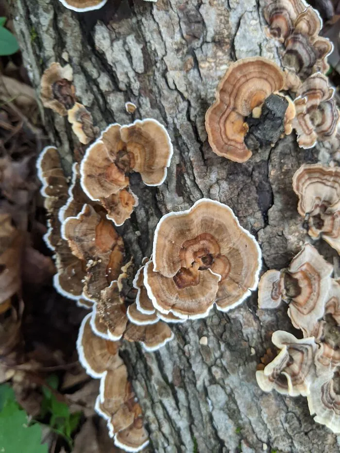 Turkey Tail Mushroom (T. Versicolor) In Maryland, USA