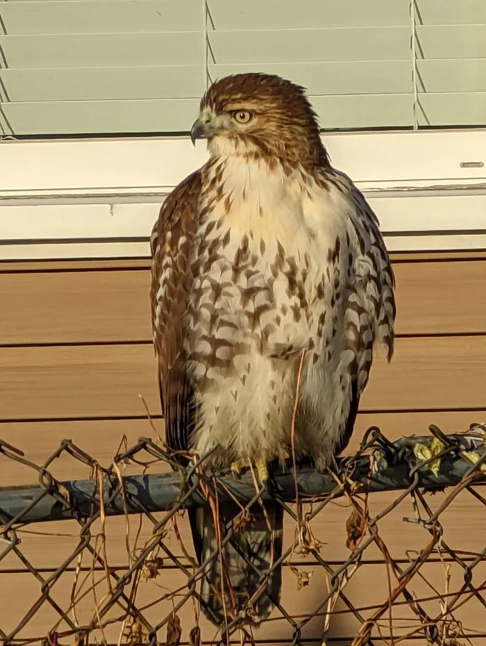 I Call Her Beautiful!!!! She Is A Frequent Flyer At My House. She Allows Me To Get Within 2-3 Ft Oh Her