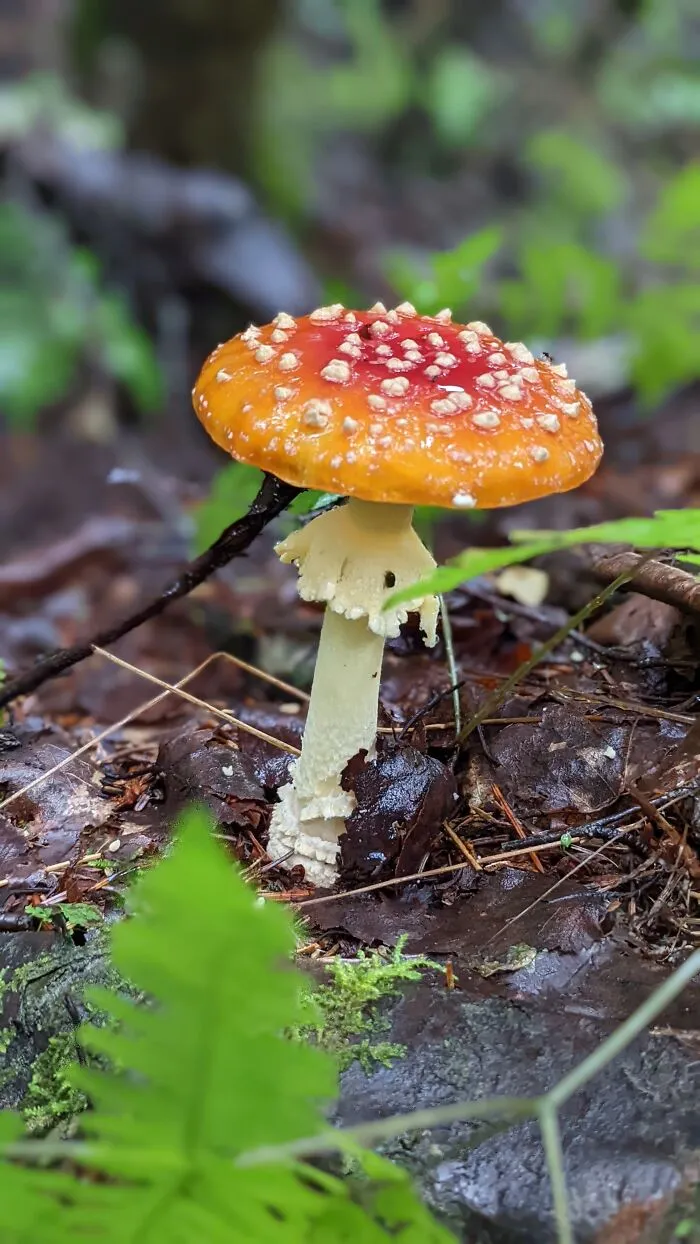 Fly Agaric, Anchorage Alaska