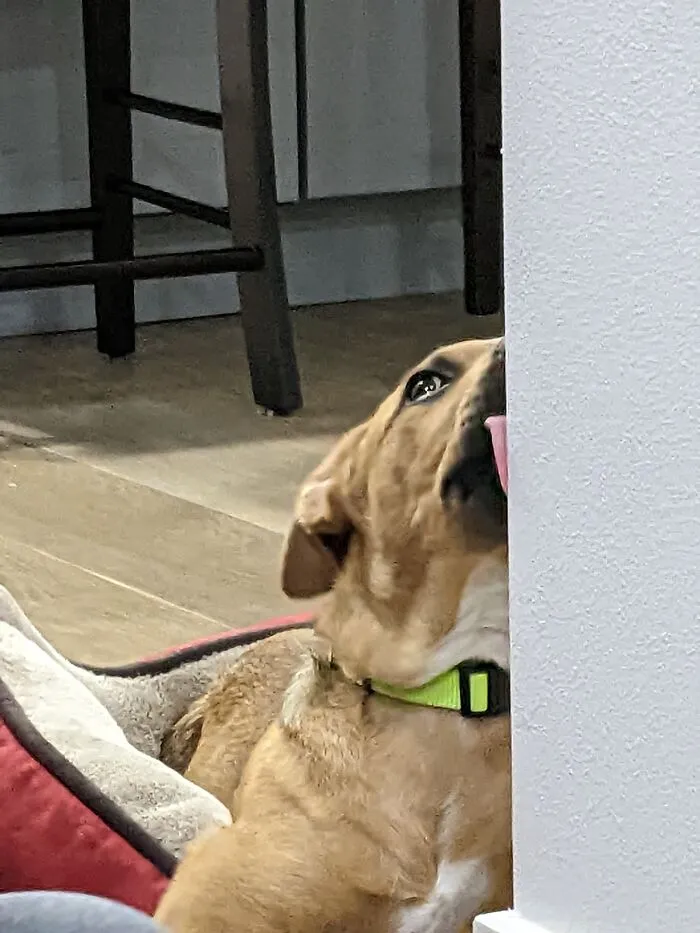 Caught Dog Eating Wall