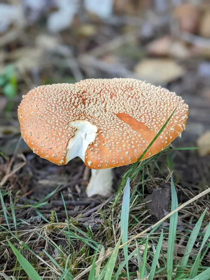 I Still Hate Mushrooms Though