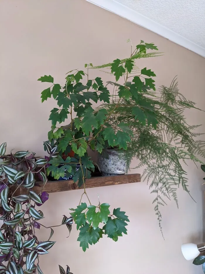 This Cissus I Managed To Grow From A Two-Leaved Piece Of Stem