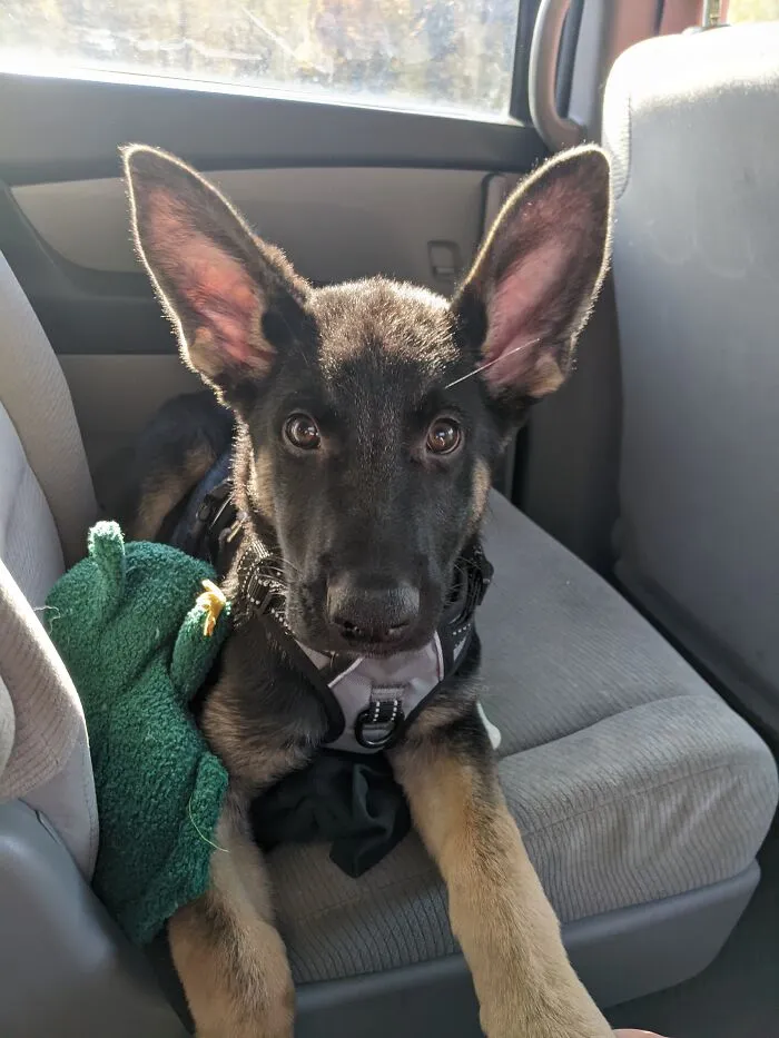Odin My Love