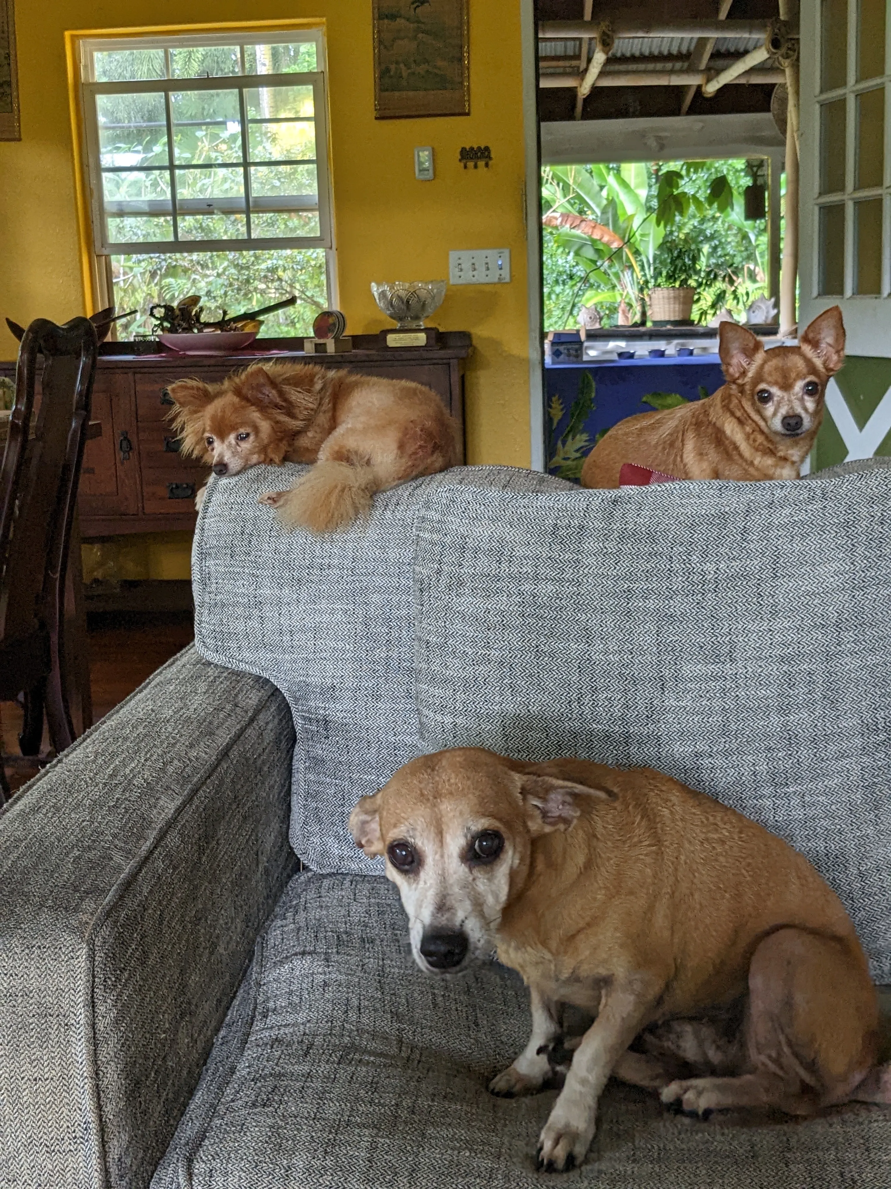 Some Of Our Fur Babies.