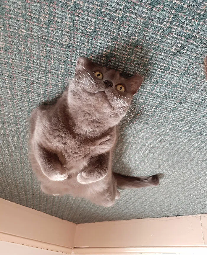 I Can Fly