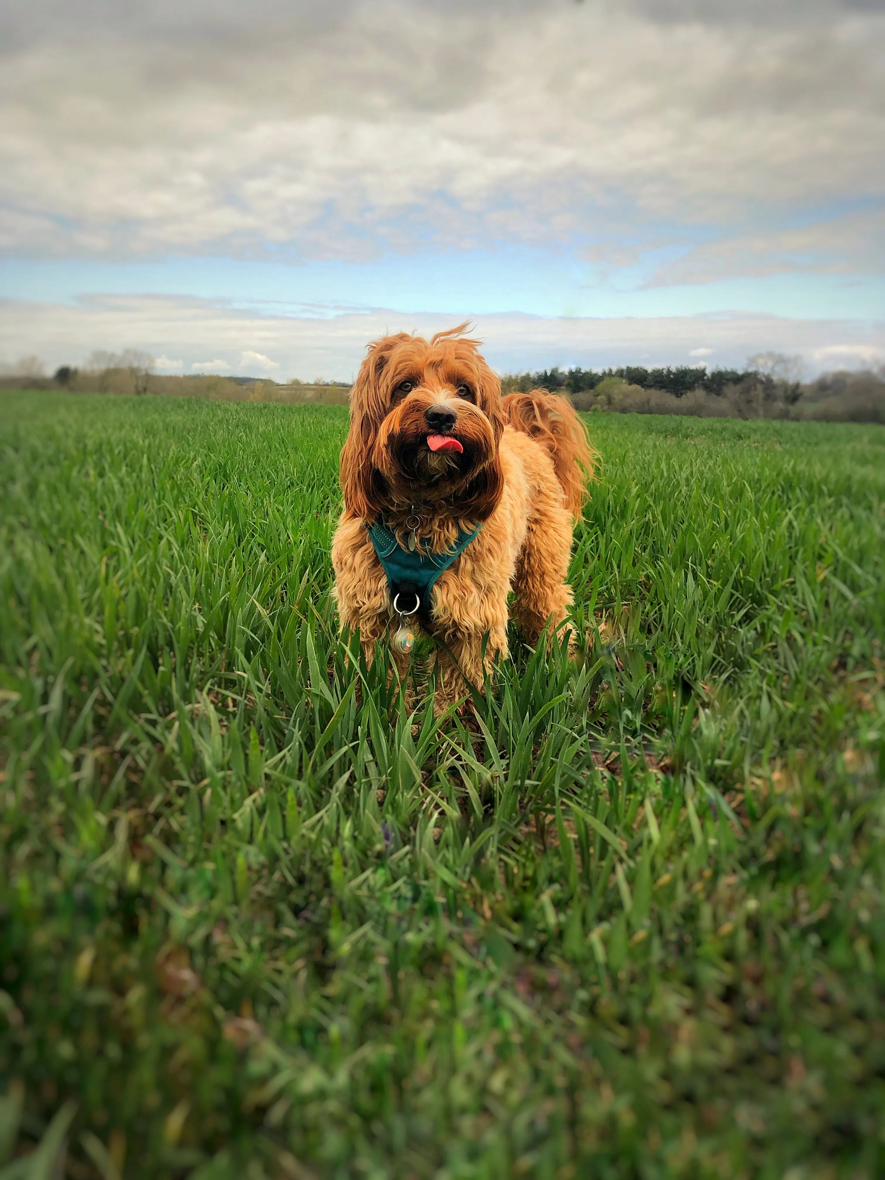 Post The Best Picture Of Your Dog