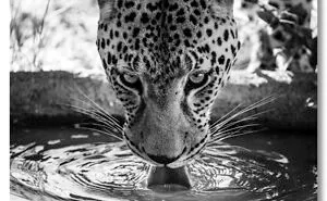 Quench Your Thirst